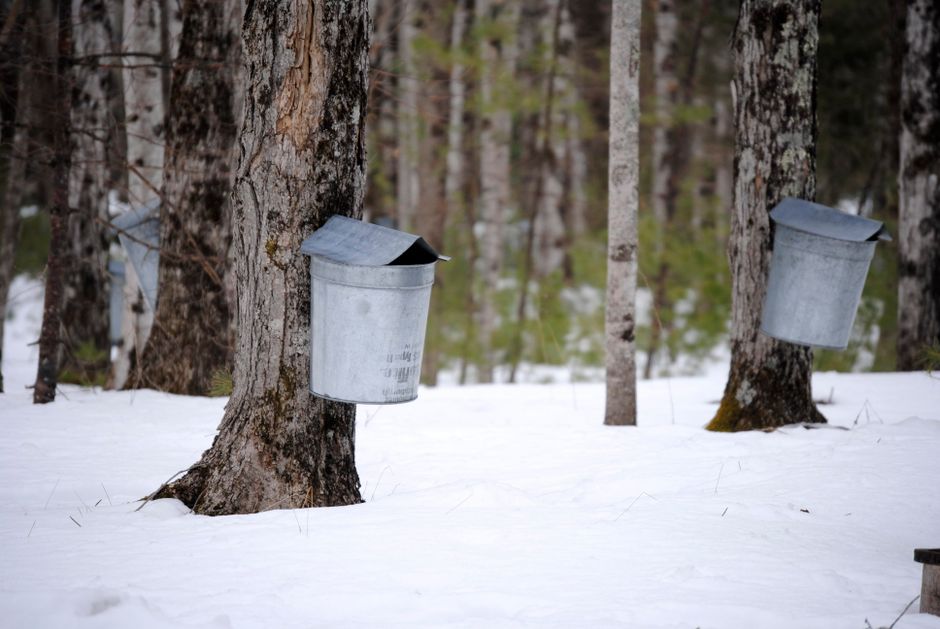 Tapping a Backyard Maple Without Fancy Equipment