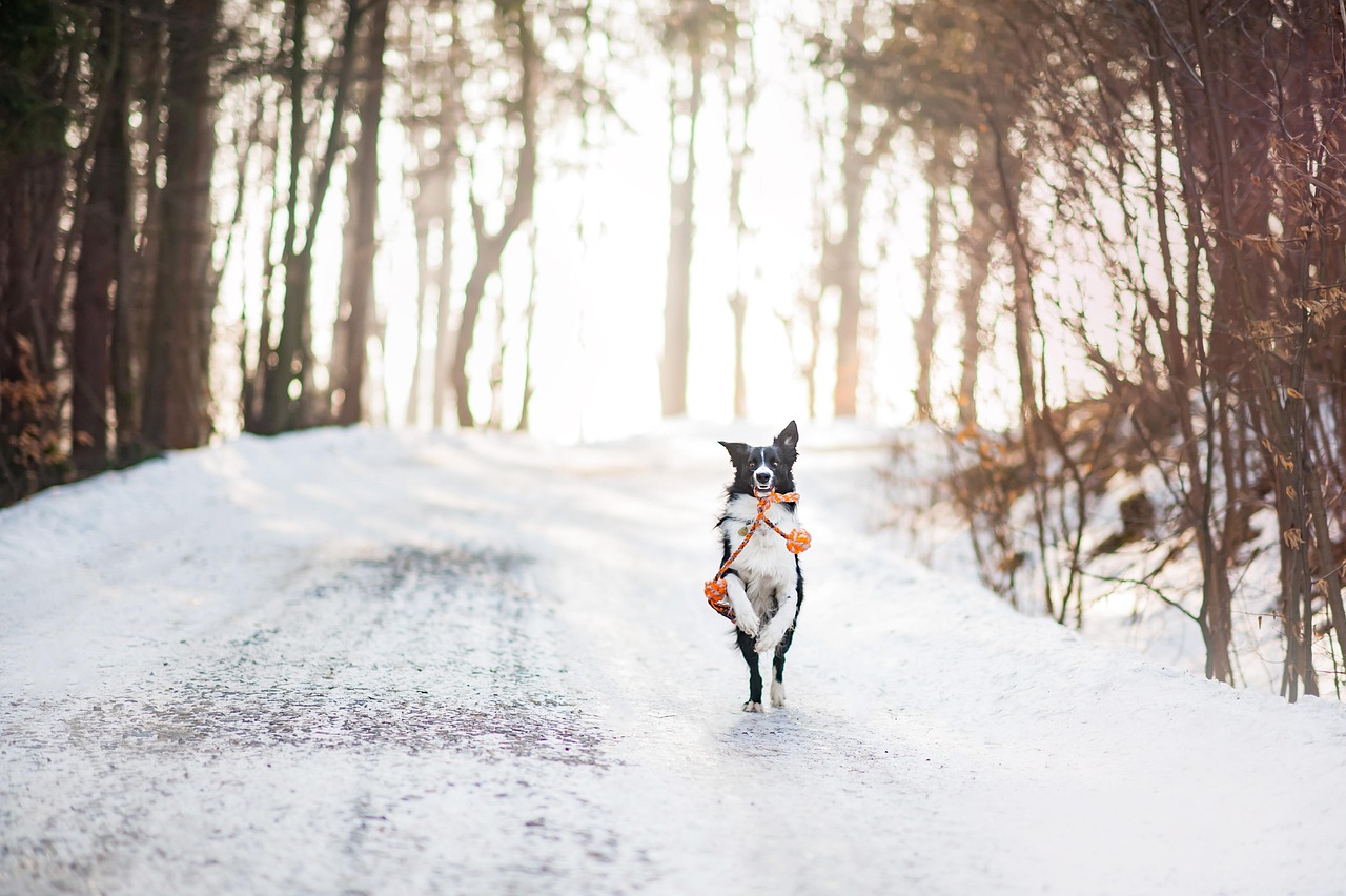 Winter Mail: Writing Letters When the World Is Quiet